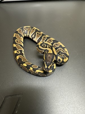 animal image