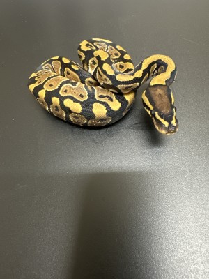 animal image