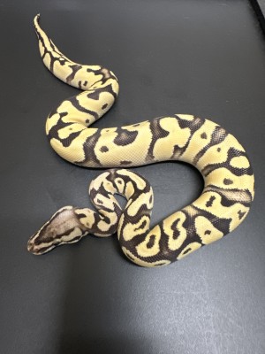 animal image