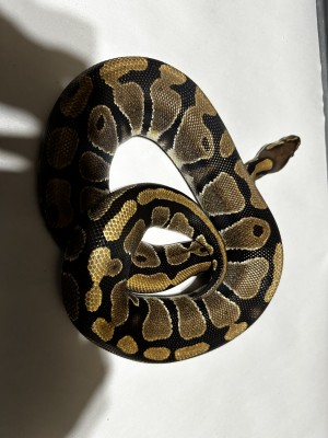 animal image