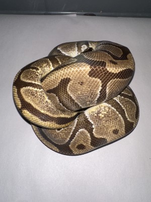animal image