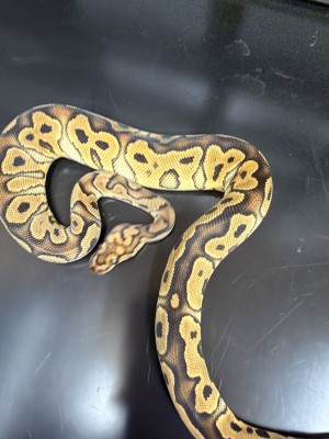 animal image