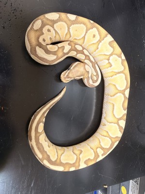 animal image