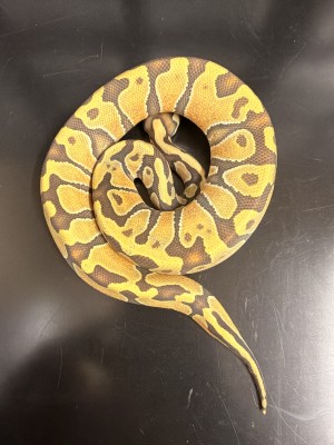 animal image