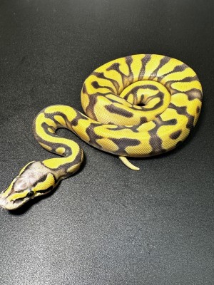 animal image