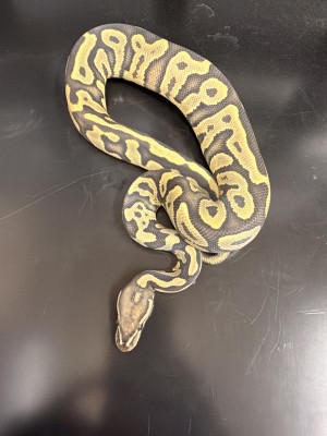 animal image