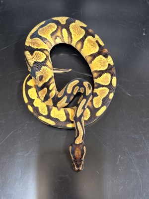 animal image