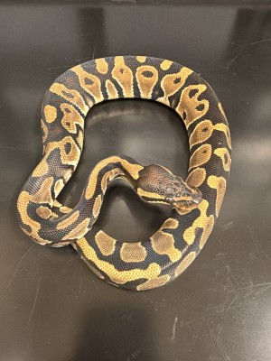 animal image