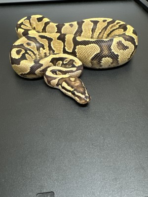 animal image