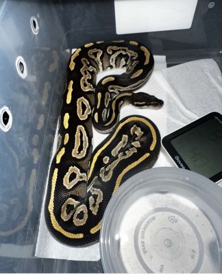 animal image