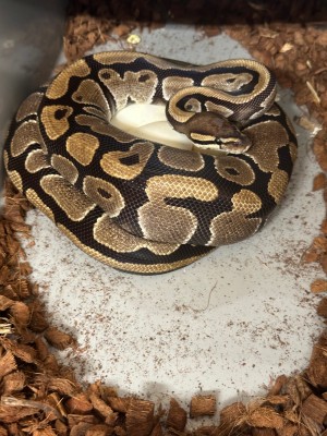 animal image