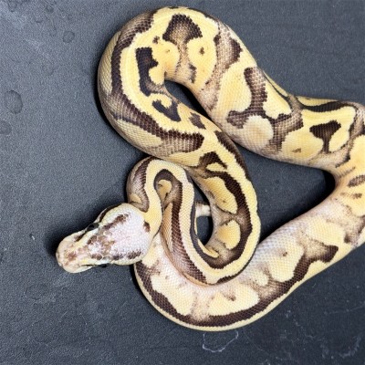 animal image