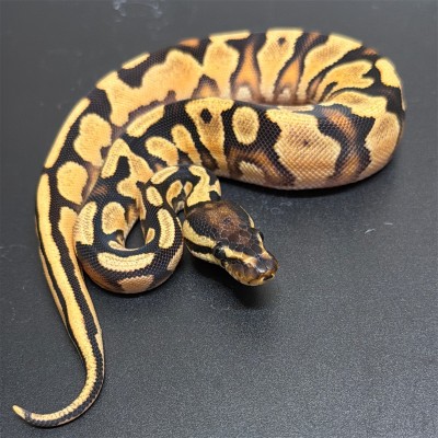 animal image