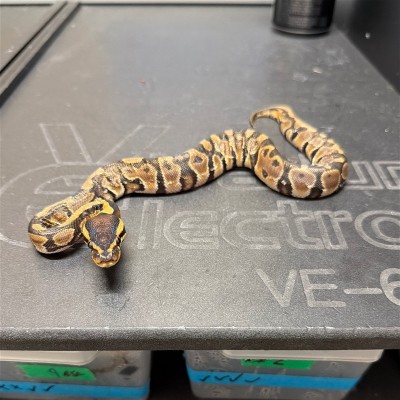 animal image