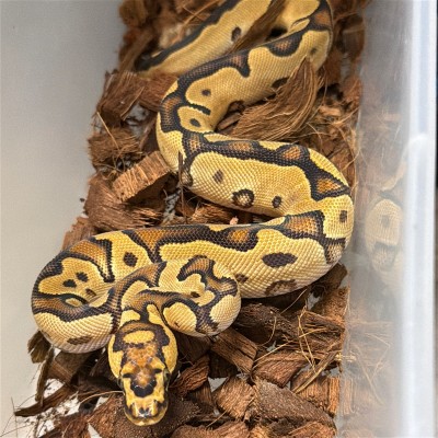 animal image