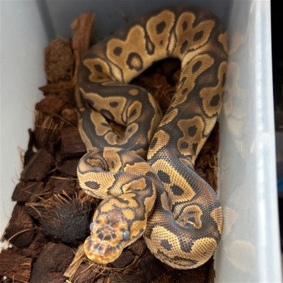 animal image