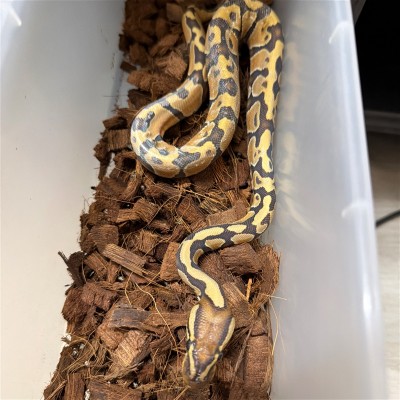 animal image