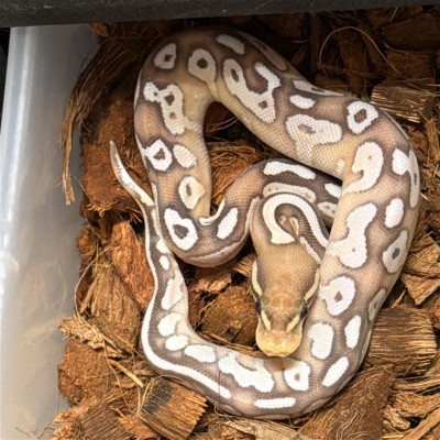 animal image