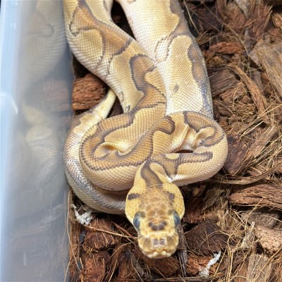 animal image