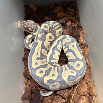 animal image