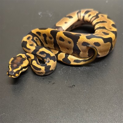 animal image