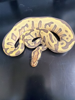 animal image