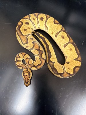 animal image