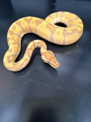 animal image