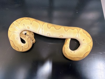 animal image