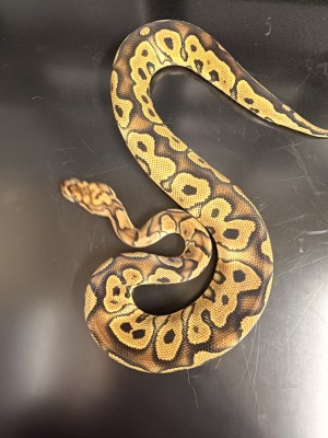 animal image