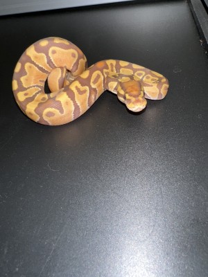 animal image