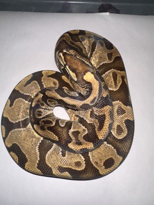 animal image