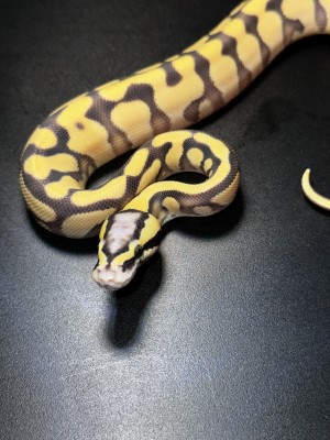 animal image