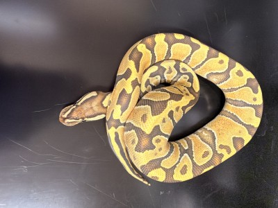 animal image