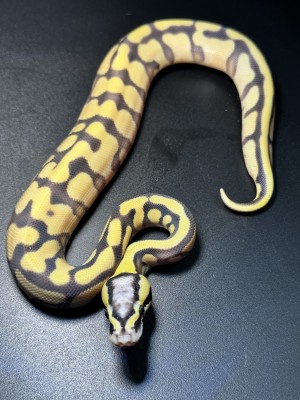 animal image