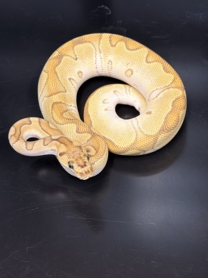 animal image