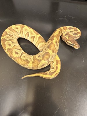 animal image