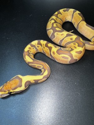 animal image