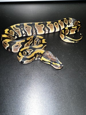 animal image