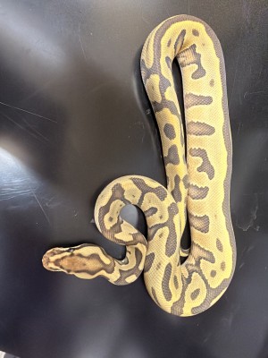 animal image