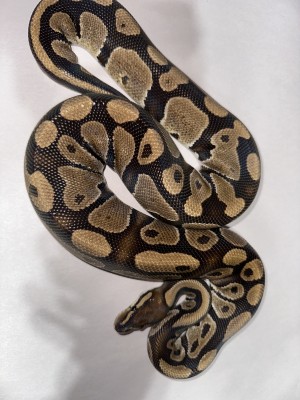 animal image