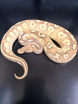 animal image