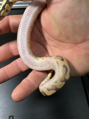 animal image