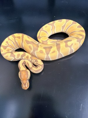 animal image