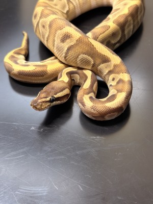 animal image