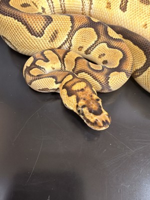animal image