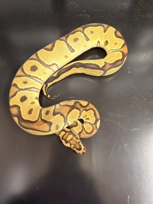 animal image