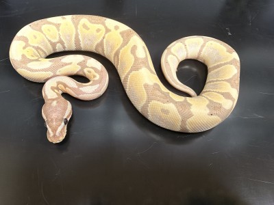 animal image