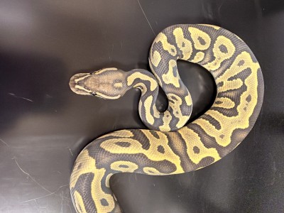 animal image