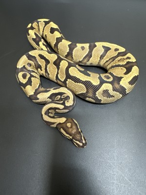 animal image